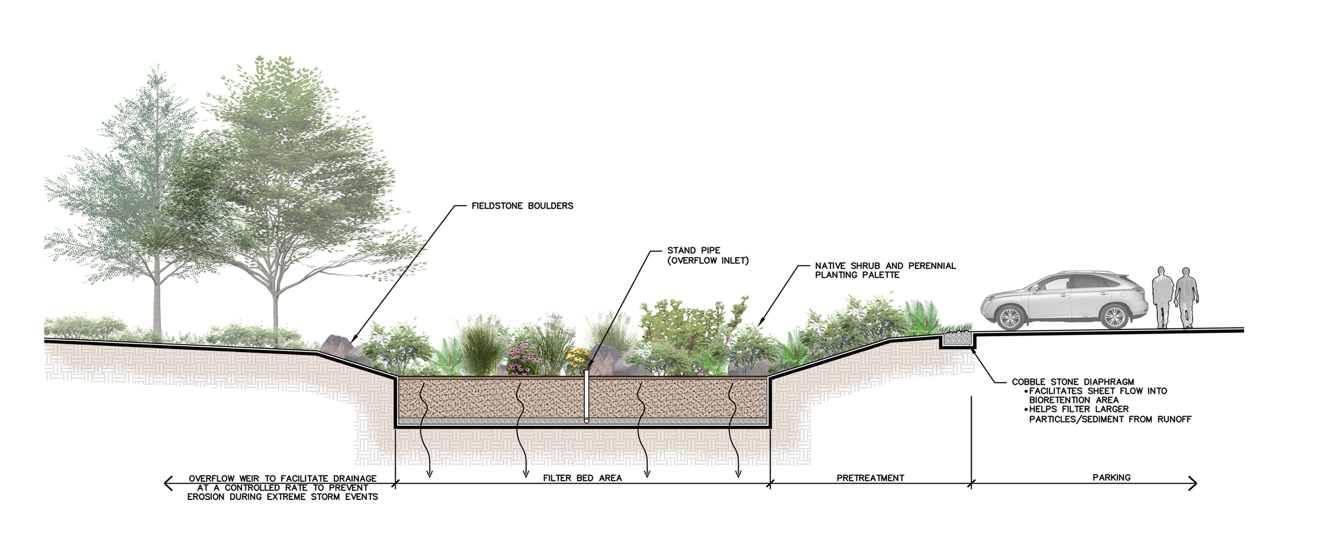 bioretention basin design